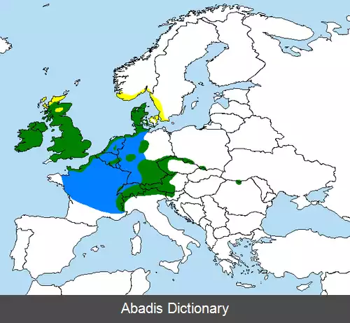 عکس زلف قرمزی کوچک