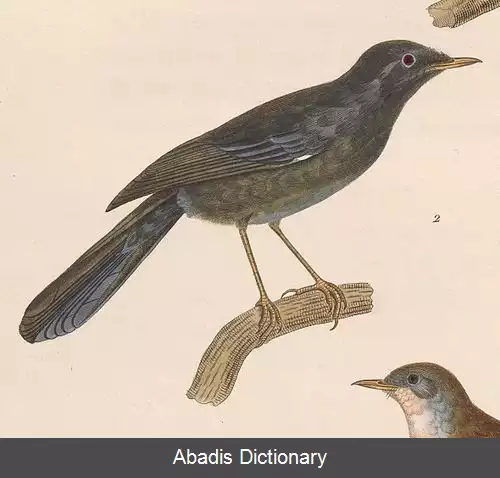 عکس سسک مارمورا