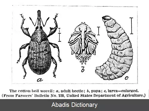 عکس سوسکچه غوزه