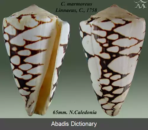 عکس قیفی بی الگو