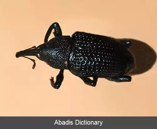 عکس سوسکچه خرطوم دار پوروسوس