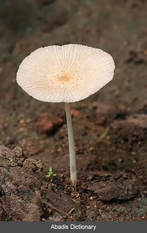 عکس گردی قارچان
