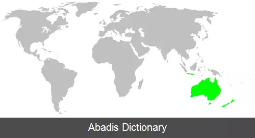 عکس عنکبوت های گریزان