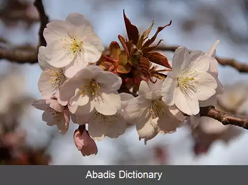 عکس آراشی یاما