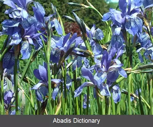 عکس زنبق سیبری