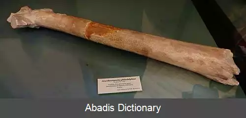 عکس آرامبورگیانیا