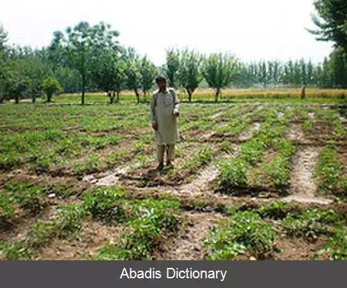 عکس سری بهلول