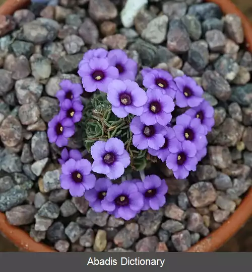 عکس عروس سنگ افغانی