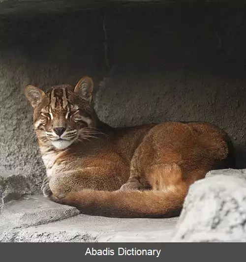 عکس زرین گربه ها