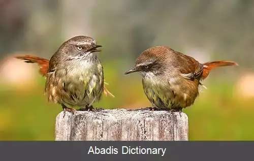 عکس خس نشین ها