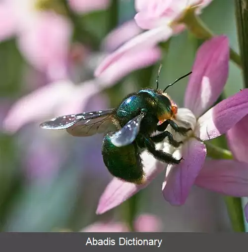 عکس زنبور درودگر سبز طلایی