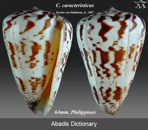 عکس قیفک ویژه