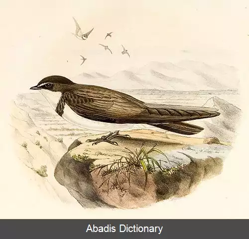 عکس چلچله نواردار