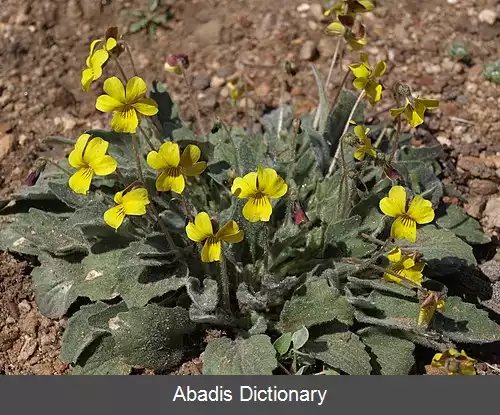عکس بنفشه طلایی