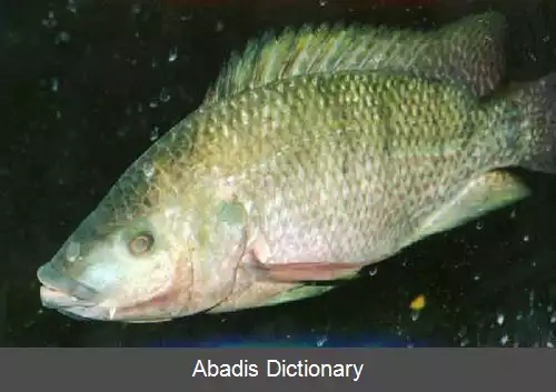 عکس زرماهی تباران