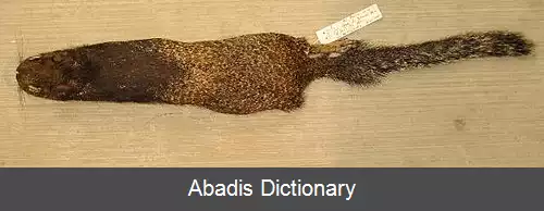 عکس سنجاب صخره ای باخا کالیفرنیا