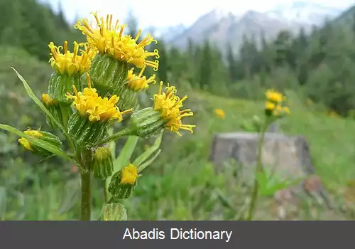 عکس سیمین تاج