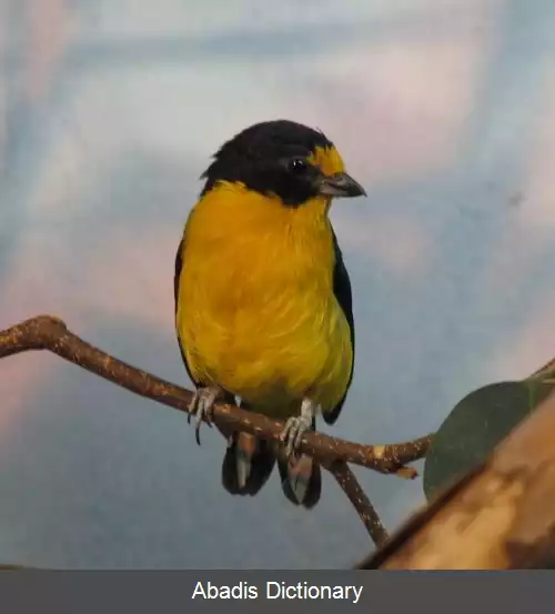 عکس سهره های خوش خوان