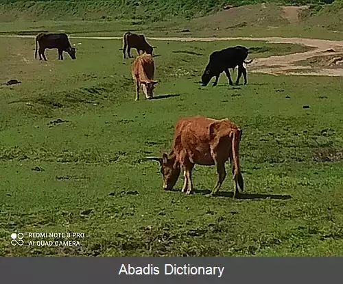 عکس گازگیشه