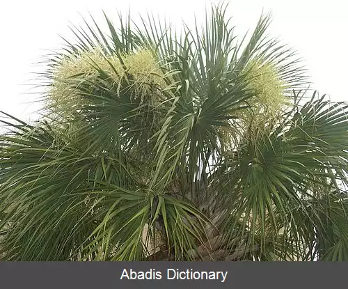 عکس کاکلی نخل واران