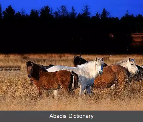عکس اسب یاقوتستان