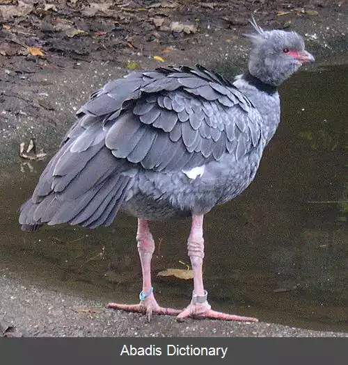 عکس فریادکش های بزرگ