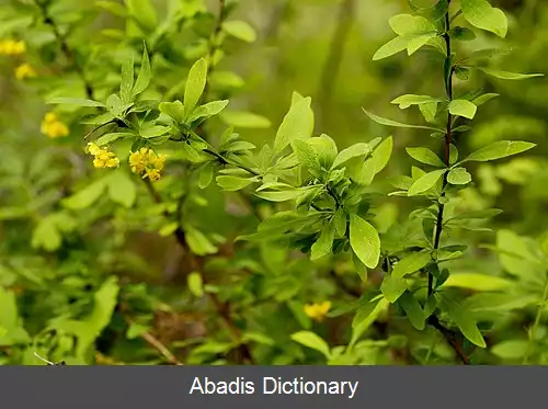 عکس زرشک کلرادو