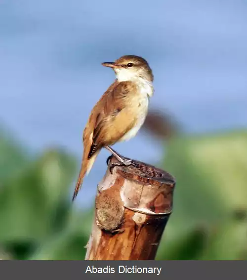 عکس سسک نیزار خاوری