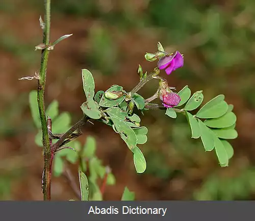 عکس نیلکی (سرده)