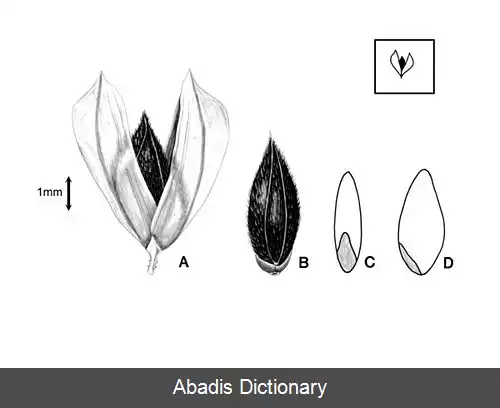 عکس فلاریس برچیستاچیس