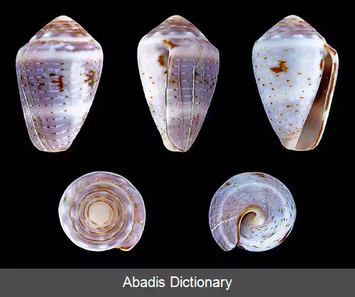 عکس قیفک تاج دار