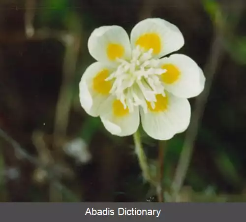 عکس زردپیاله