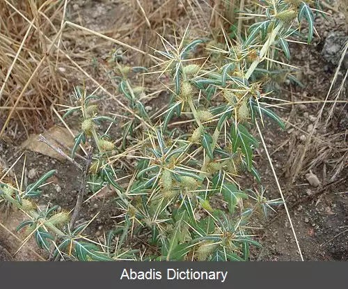 عکس زردینه خاردار