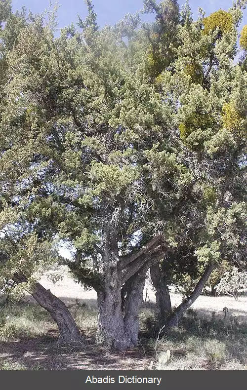 عکس ارس تک دانه باریک