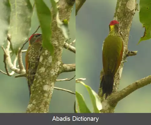 عکس زردقفای کهتر