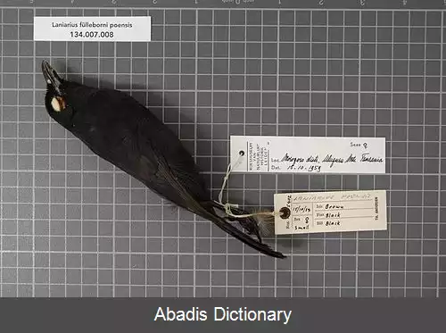 عکس زنگ آوای دودی کوهی