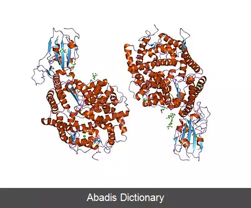 عکس آنزیم ۲ مبدل آنژیوتانسین