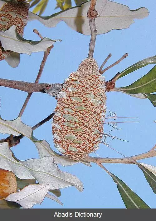 عکس بانکسیا استوایی