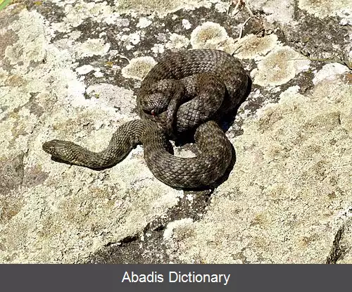 عکس آب ماریان