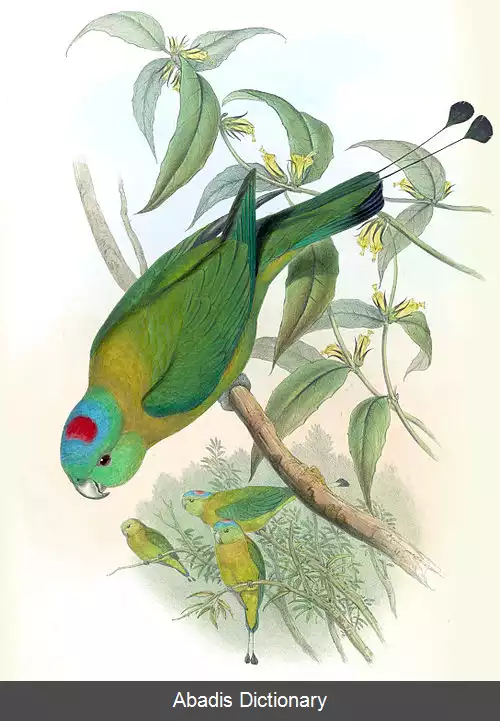 عکس دم پارویی سینه زرد