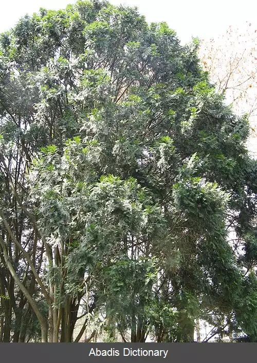 عکس سرو عود چینی