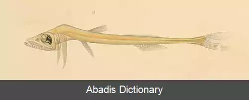 عکس چشم مرواری