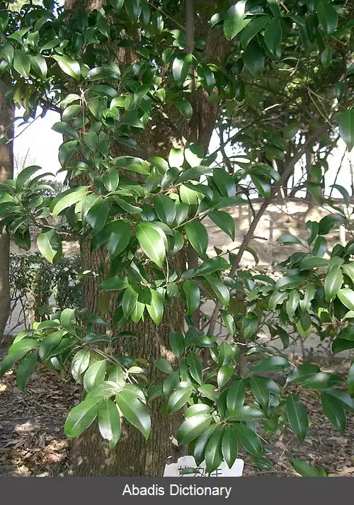 عکس کلیرا