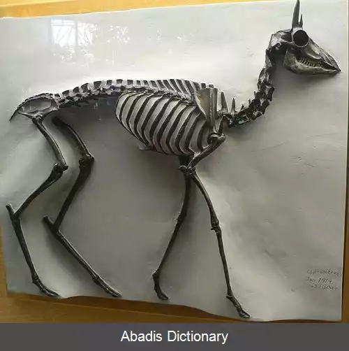 عکس بزجونده