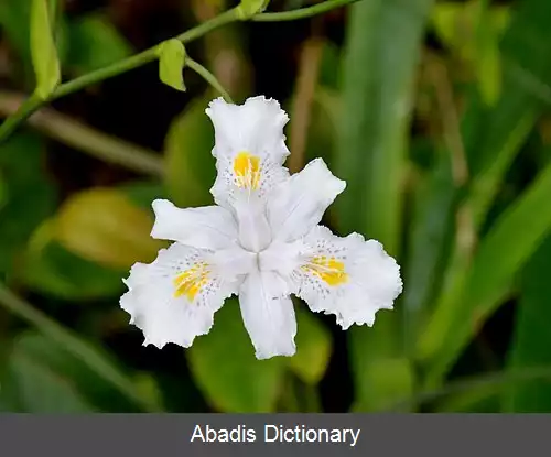 عکس زنبق خیزران