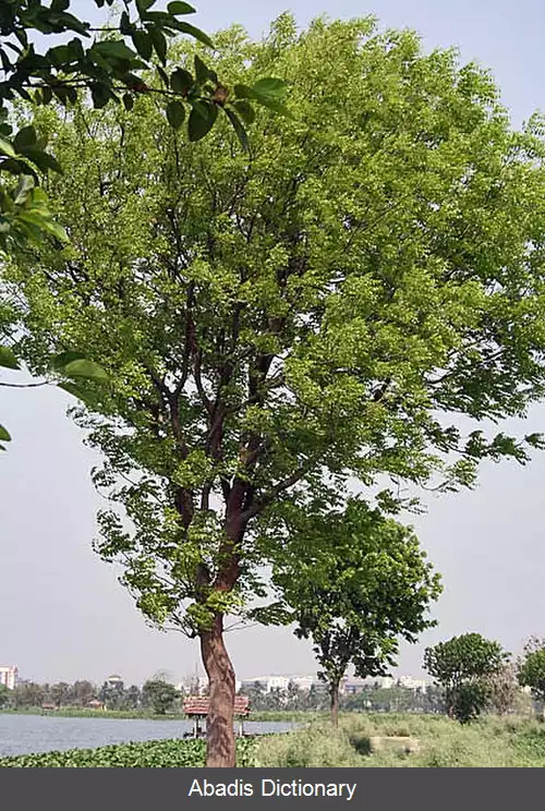 عکس درخت ماهون
