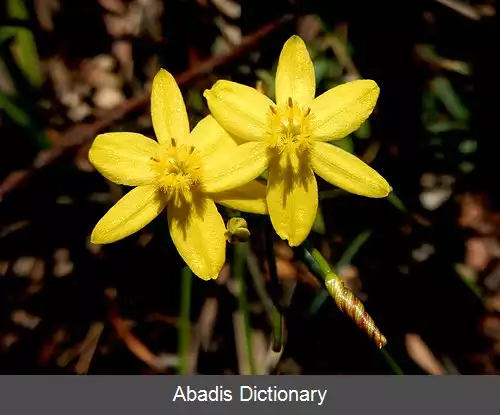 عکس زرداختر زرین