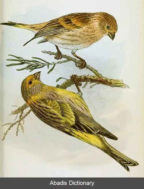 عکس سهره دمگاه زرد سوری