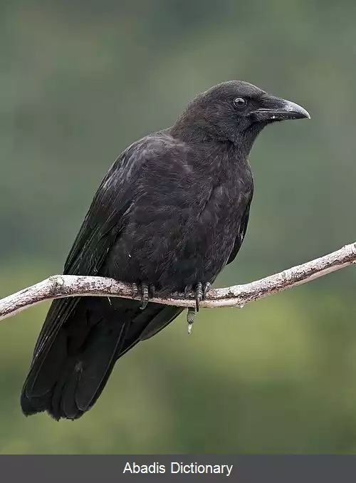 عکس کلاغ شمال غرب