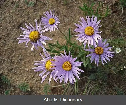 عکس ستاره ای وش (سرده)